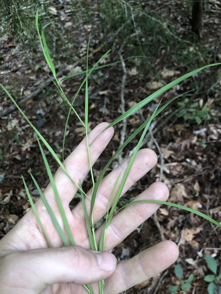 Dichanthelium angustifolium, photographed by John Kees