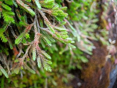 Selaginella wallacei, photographed by Timothy McNitt