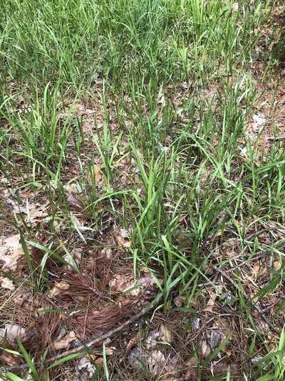 Pityopsis graminifolia