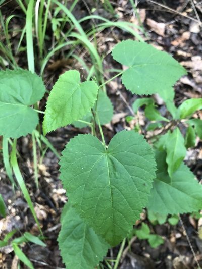 Tragia cordata, photographed by John Kees