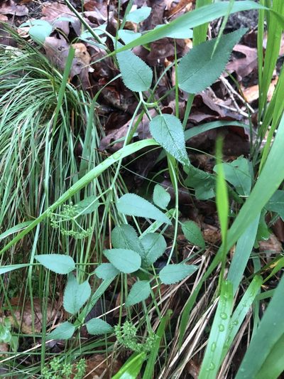 Thaspium trifoliatum, photographed by John Kees