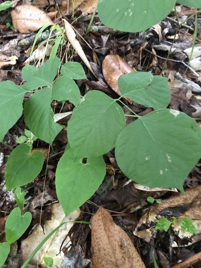 Lackeya multiflora, photographed by John Kees