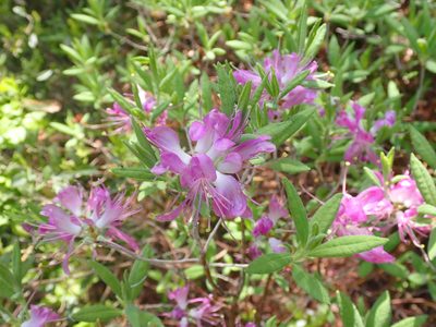 Rhododendron canadense, photographed by Michael Bunsen