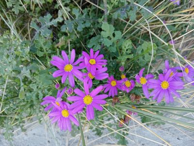 Senecio elegans, photographed by John Barkla