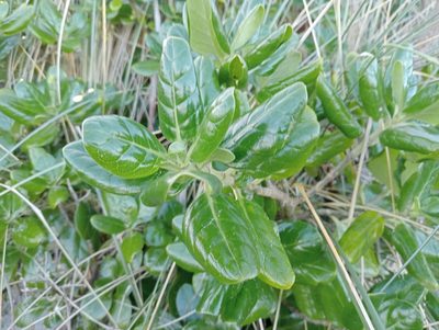 Coprosma repens, photographed by John Barkla