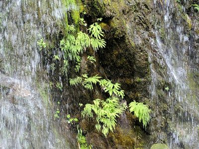Adiantum aleuticum, photographed by Timothy McNitt
