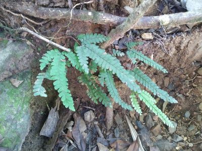 Adiantum hispidulum, photographed by Steve Fitzgerald