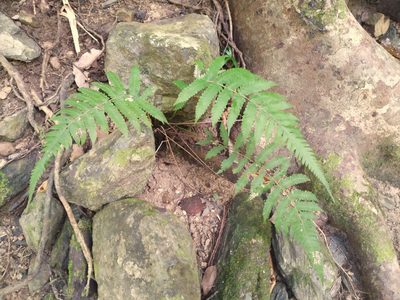Christella dentata