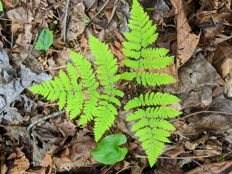 Gymnocarpium disjunctum, photographed by Timothy McNitt