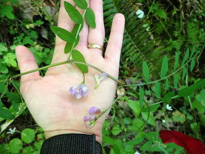Vicia americana, photographed by Michael Bunsen