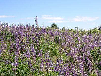 Lupinus rivularis
