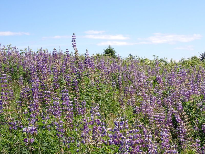 Lupinus rivularis, photographed by Michael Bunsen