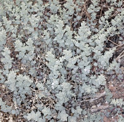 Atriplex parryi, photographed by Steve Matson