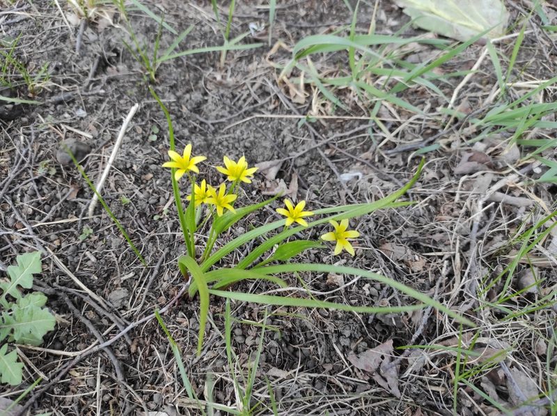 Gagea granulosa, photographed by Valentin Kosterin