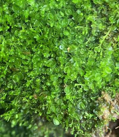 Solenostoma gracillimum, photographed by Zihao Wang