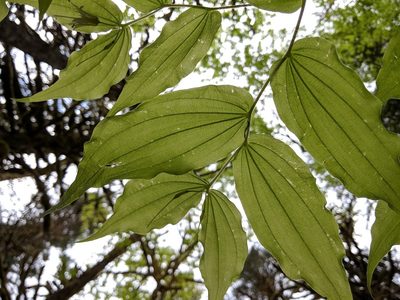 Prosartes hookeri, photographed by Timothy McNitt