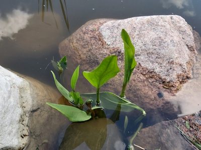 Alisma plantago-aquatica, photographed by Tomas Pocius