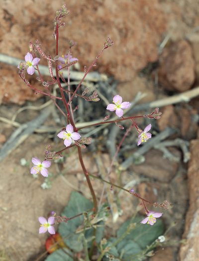 Chylismia heterochroma, photographed by Steve Matson