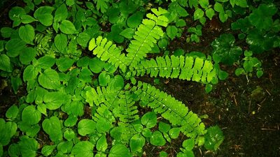 Adiantum aleuticum, photographed by user12
