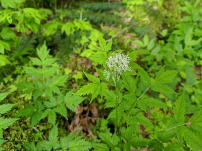 Actaea rubra, photographed by Timothy McNitt