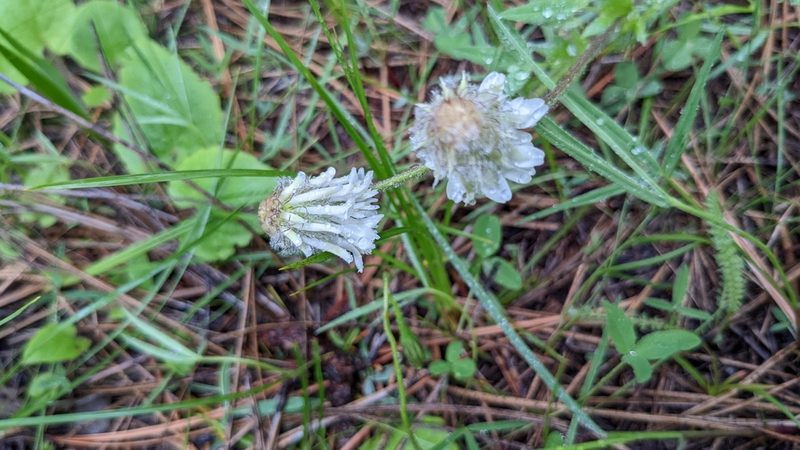 Trifolium eriocephalum, photographed by Brodie Cass Talbott