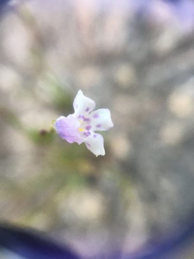 Lindernia monticola, photographed by Jessica