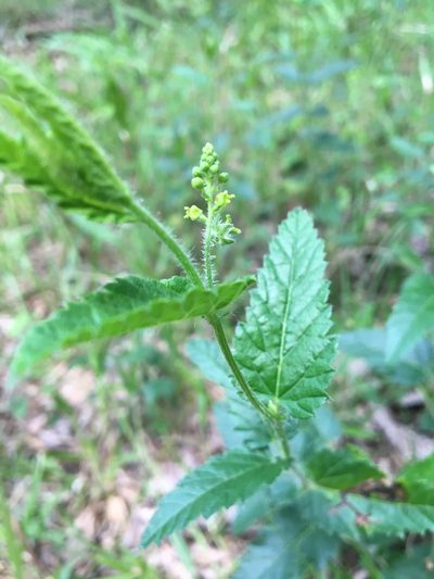 Tragia betonicifolia, photographed by Jessica