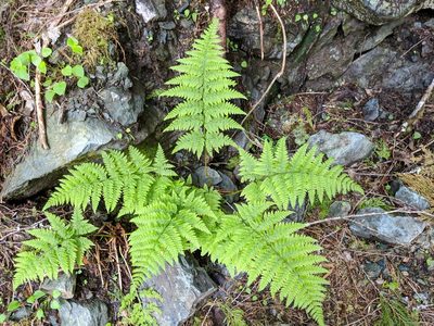 Dryopteris expansa, photographed by Timothy McNitt