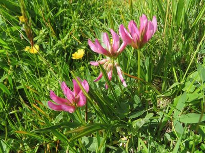 Trifolium alpinum, photographed by Marco Mussita