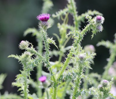 Carduus crispus, photographed by Jerry Lanfear