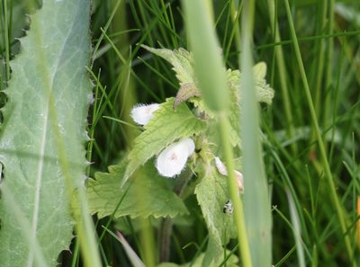 Lamium album, photographed by Jerry Lanfear