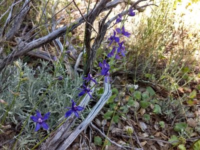 Delphinium parryi, photographed by sdash