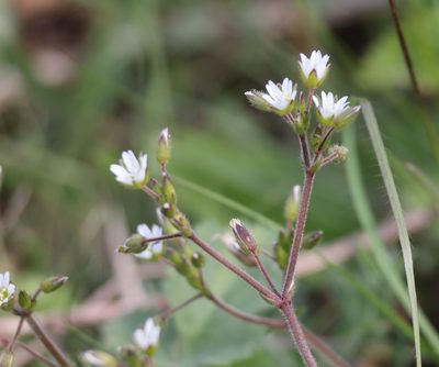 Cerastium fontanum, photographed by Jerry Lanfear