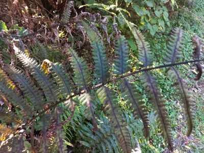 Pakau pennigera, photographed by Mike Bowie