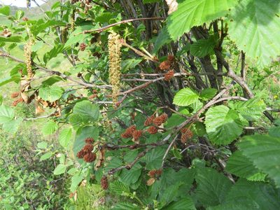 Alnus alnobetula, photographed by Marco Mussita