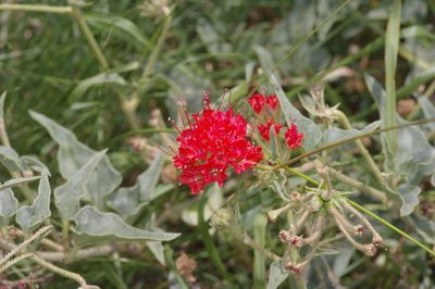 Nyctaginia capitata, photographed by Michelle W. （鍾偉瑋）