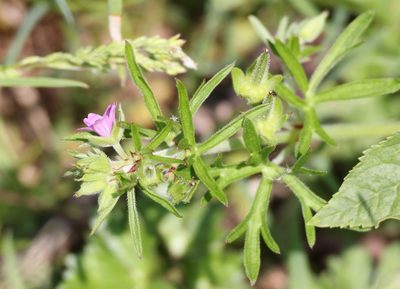 Geranium dissectum, photographed by Jerry Lanfear
