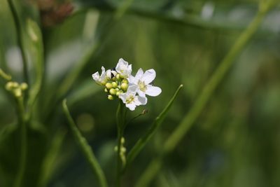 Lepidium sativum, photographed by Jerry Lanfear