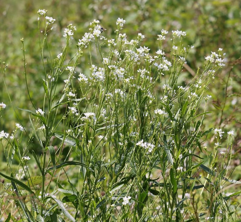 Lepidium sativum, photographed by Jerry Lanfear