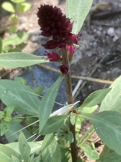 Lysimachia atropurpurea, photographed by Andre Hosper