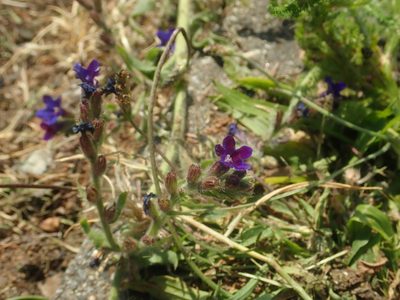 Anchusa officinalis, photographed by Alexis Tinker-Tsavalas