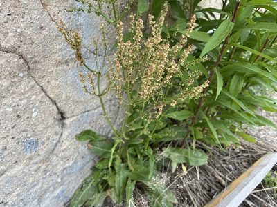 Rumex thyrsiflorus, photographed by Pavel Kacl