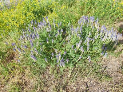 Astragalus onobrychis, photographed by KAnatoliy