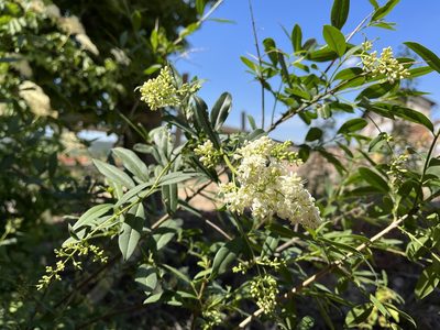 Ligustrum vulgare, photographed by Pavel Kacl