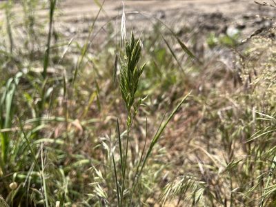 Bromus hordeaceus, photographed by Pavel Kacl