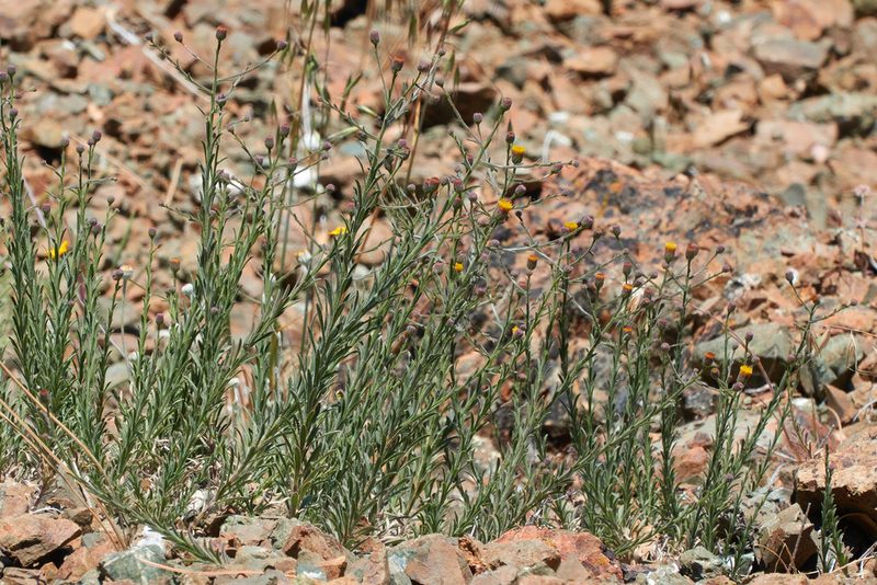 Erigeron petrophilus, photographed by Ken-ichi Ueda