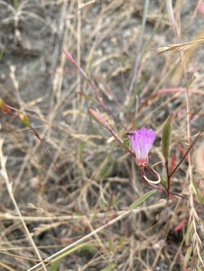 Clarkia franciscana, photographed by wildflowerwatching