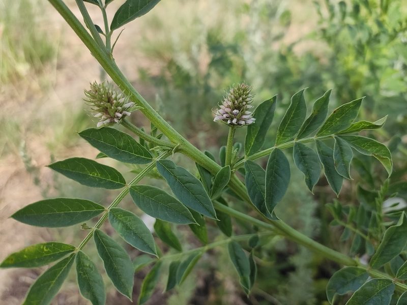 Glycyrrhiza echinata, photographed by KAnatoliy