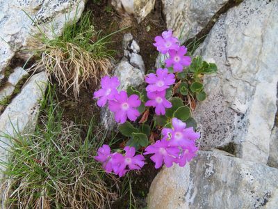 Primula hirsuta, photographed by Marco Mussita