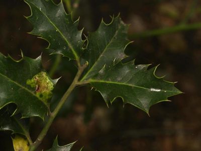 Ilex aquifolium, photographed by Alexis Tinker-Tsavalas
